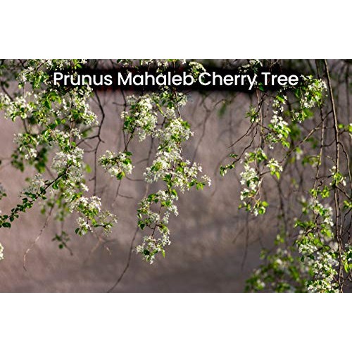 Cerez Pazari Ground Mahlab 60Gr- 2.1Oz-Mahlepi -Mahaleb -Mahlep