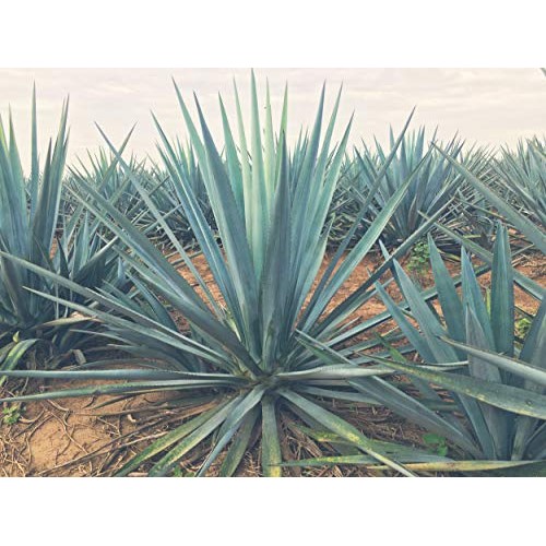 Chantico Agave Sweetener Raw Agave, 11.75Oz Bottle Organic Nat