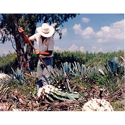 Chantico Agave Sweetener Raw Agave, 11.75Oz Bottle Organic Nat