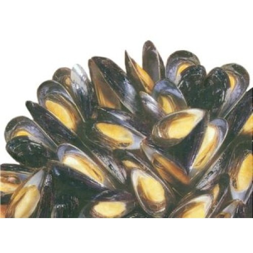 Fresh Mussels, 4 Lbs.