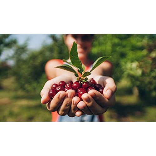 Cherry Bay Orchards Tart Cherry Juice, 32 oz Bottle 6 pack 192 ...