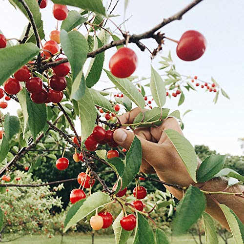 Cherry Republic Cherry Horseradish Sauce - Michigan Cherries - S