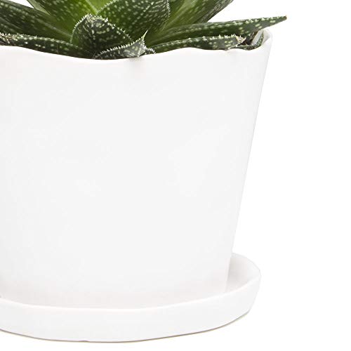 Chive - Tika, Succulent And Cactus Pot And Saucer Ceramic Flower