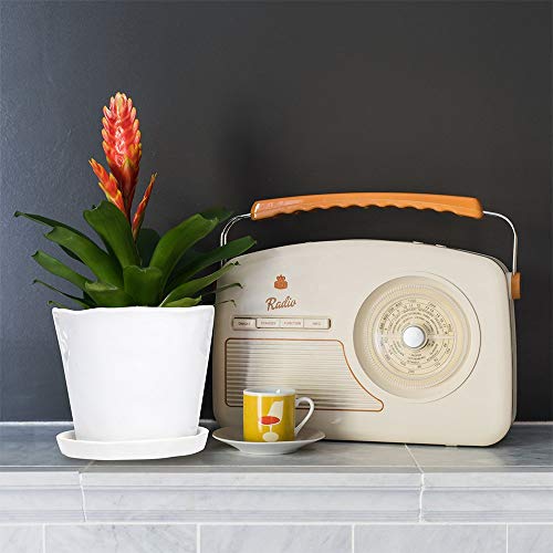 Chive - Tika, Succulent And Cactus Pot And Saucer Ceramic Flower