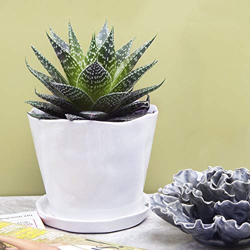 Chive - Tika, Succulent And Cactus Pot And Saucer Ceramic Flower