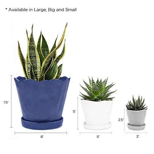 Chive - Tika, Succulent And Cactus Pot And Saucer Ceramic Flower