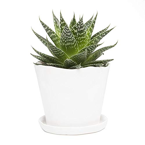 Chive - Tika, Succulent And Cactus Pot And Saucer Ceramic Flower