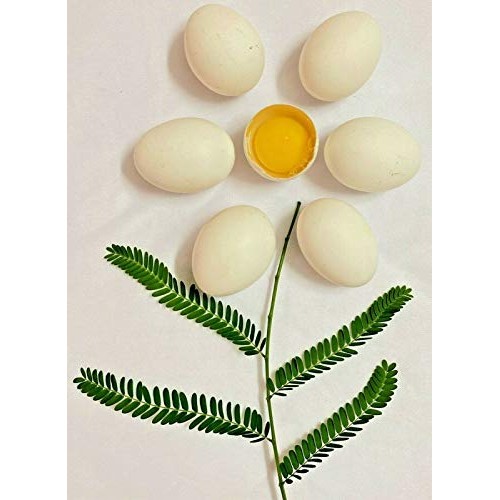 Powdered Whole Eggs, 2 Lbs 32Oz, Best Prices! Camping, Emergen