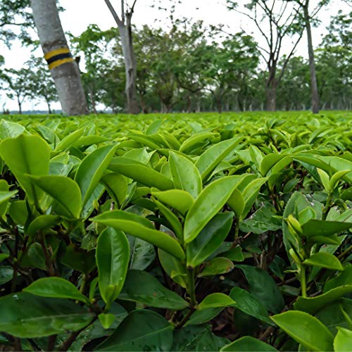 Civilized Coffee Instant OolongTea Powder for Hot Tea, Iced Tea ...