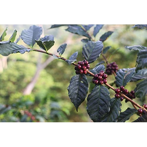 Coficafe | La Sierra 2 Lb Single Origin Specialty Unroasted Gree