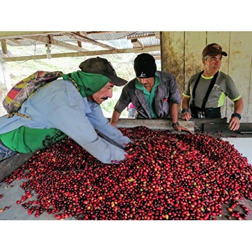 Coficafe | La Sierra 2 Lb Single Origin Specialty Unroasted Gree