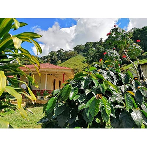 Coficafe | La Sierra 2 Lb Single Origin Specialty Unroasted Gree