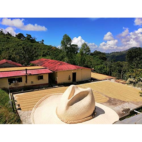 Coficafe | La Sierra 2 Lb Single Origin Specialty Unroasted Gree