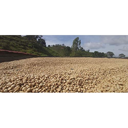 Coficafe | La Sierra 2 Lb Single Origin Specialty Unroasted Gree