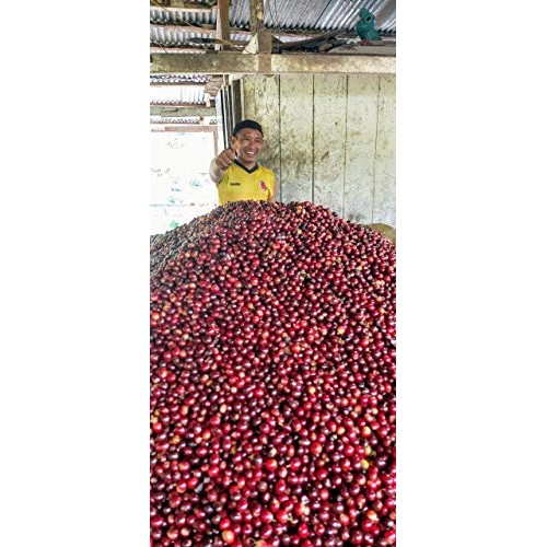 Coficafe | La Sierra 2 Lb Single Origin Specialty Unroasted Gree