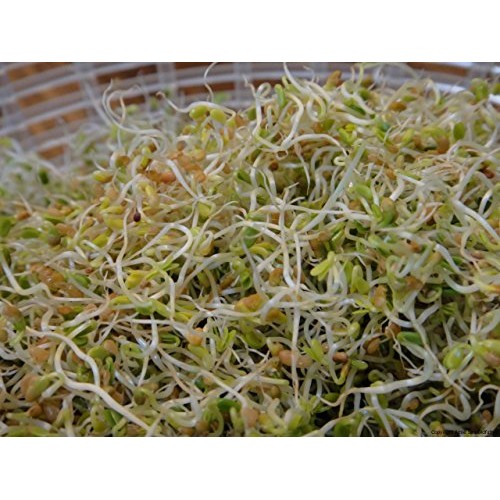 COOL BEANS n SPROUTS Brand, Love Your Heart Mix Seeds for Spro...