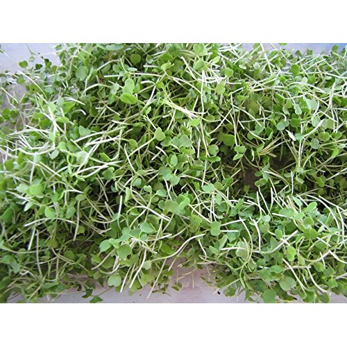 Cool Beans N Sprouts Brand, The Salad Bar Mix Seeds For Sprout