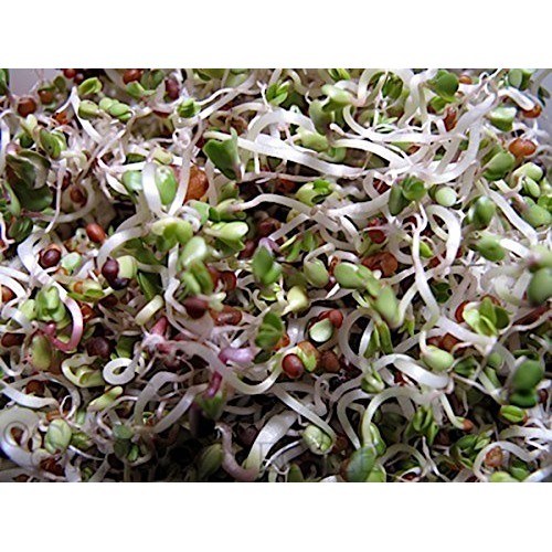 Cool Beans N Sprouts Brand, The Salad Bar Mix Seeds For Sprout
