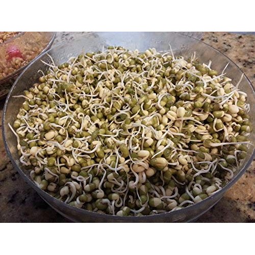 Mung Bean Seeds For Sprouting Microgreens ,6 Ounces, Cool Beans