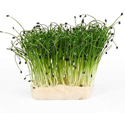 2 Oz Garlic Chive Seeds, Non-Gmo, Pure Microgreen Seeds, Delicio