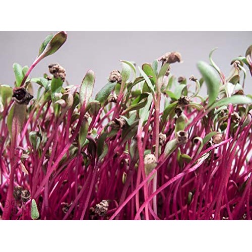 Beet Seed, Beets Sprouting Seeds, Microgreen, Sprouting, 14 OZ, ... Beet Seed, Beets Sprouting Seeds, Microgreen, Sprouting, 14 OZ, ...
