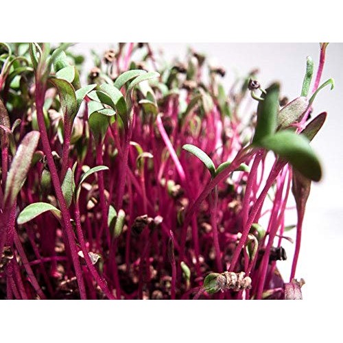 Beet Seed, Beets Sprouting Seeds, Microgreen, Sprouting, 14 OZ, ... Beet Seed, Beets Sprouting Seeds, Microgreen, Sprouting, 14 OZ, ...