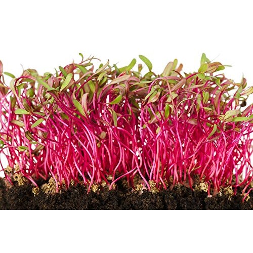 Beet Seed, Beets Sprouting Seeds, Microgreen, Sprouting, 14 OZ, ... Beet Seed, Beets Sprouting Seeds, Microgreen, Sprouting, 14 OZ, ...