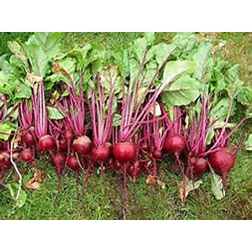 Beet Seed, Beets Sprouting Seeds, Microgreen, Sprouting, 14 OZ, ... Beet Seed, Beets Sprouting Seeds, Microgreen, Sprouting, 14 OZ, ...