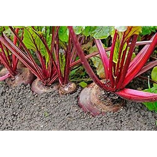 Beet Seed, Beets Sprouting Seeds, Microgreen, Sprouting, 14 OZ, ... Beet Seed, Beets Sprouting Seeds, Microgreen, Sprouting, 14 OZ, ...