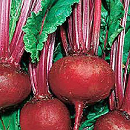 Beets, Detroit Dark Red, Non-Gmo, 50 Per Package, Unbeatable Taste