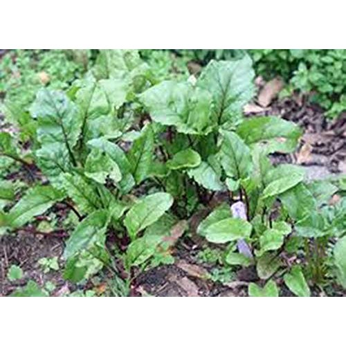 Beets, Detroit Dark Red, Non-Gmo, 50 Per Package, Unbeatable Taste