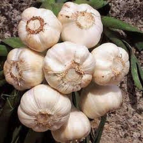 Garlic Bulb 7 Pack, Fresh California Softneck Garlic Bulb For