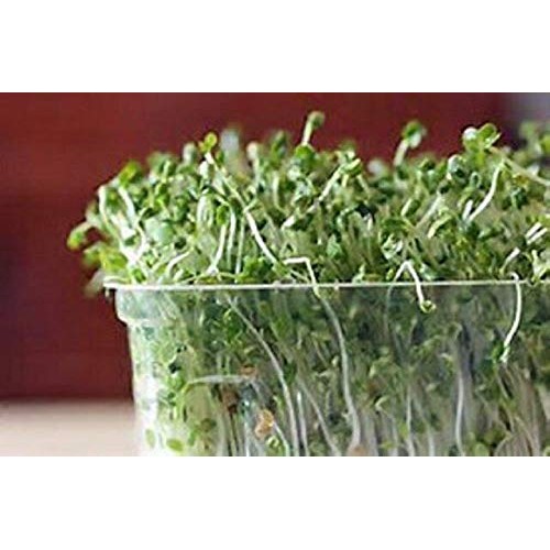 Daltons Favorite Mix, Non Gmo - 8 Oz - Broccoli, Clover &Amp; Fenug