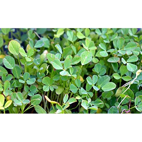 Daltons Favorite Mix, Non Gmo - 8 Oz - Broccoli, Clover &Amp; Fenug