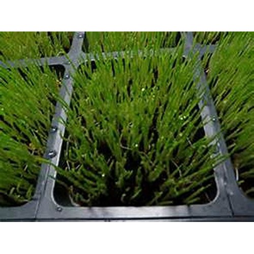 Whole Barley Seeds For Barley Grass Microgreen, Juice Sprouting