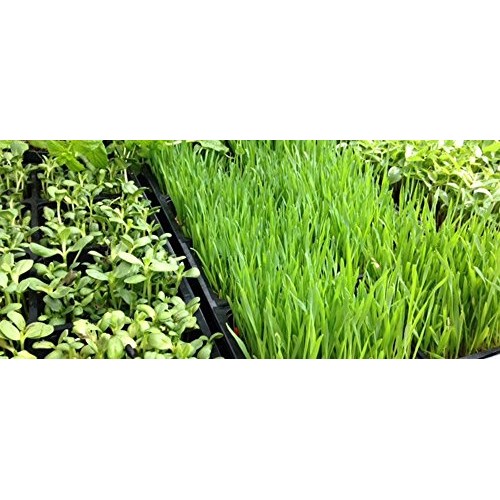 Whole Barley Seeds For Barley Grass Microgreen, Juice Sprouting