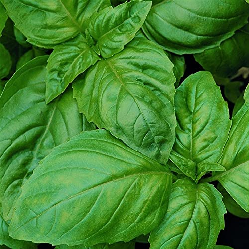 Basil, Italian Large Leaf, Heirloom, 50 Seeds, Great Fresh/ Drie...
