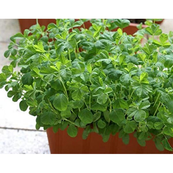 Fenugreek Sprouting Seed, Organic, Non GMO - 10 oz - Country Cre...