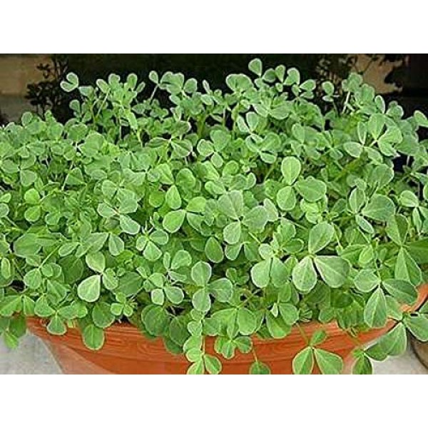 Fenugreek Sprouting Seed, Organic, Non GMO - 10 oz - Country Cre...