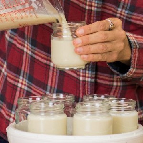 Vegan Yogurt Starter Culture | Cultures For Health | Make Delici