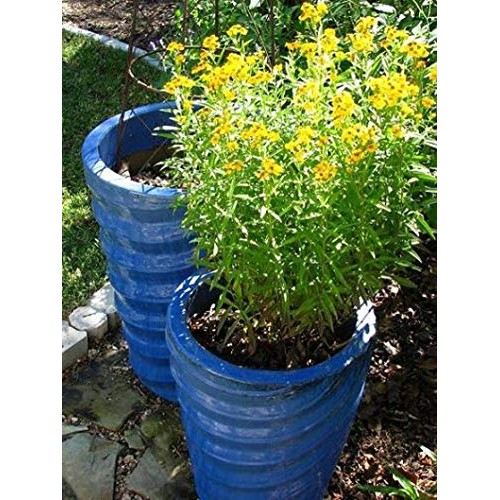 Cutdek Mexican Tarragon Or Mexican Mint Tagetes Lucida Also Kn