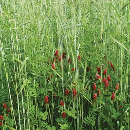 No-Till Cover Crop 10 Seed Mix - Winter Rye, White Clover, Austr...