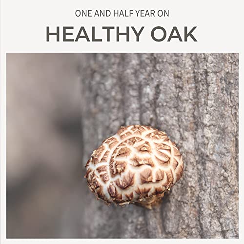 Dalamhari Dried Shiitake Mushrooms Donggo – Grade A+ | Healthy L