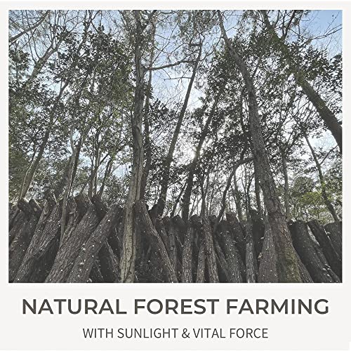 Dalamhari Dried Shiitake Mushrooms Donggo – Grade A+ | Healthy L