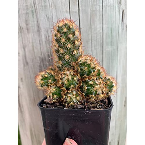 Mammillaria Elongata Golden Stars Cactus Lady Fingers Cactus 2