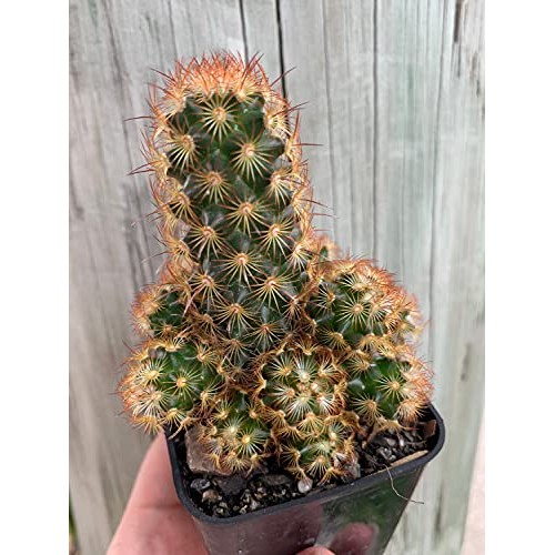 Mammillaria Elongata Golden Stars Cactus Lady Fingers Cactus 2