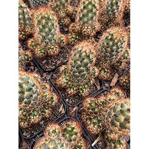 Mammillaria Elongata Golden Stars Cactus Lady Fingers Cactus 2