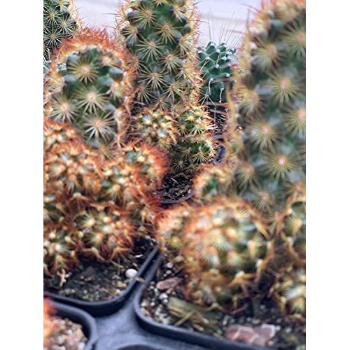 Mammillaria Elongata Golden Stars Cactus Lady Fingers Cactus 2