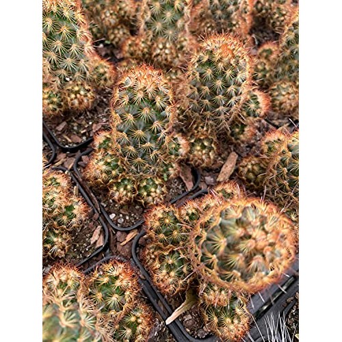 Mammillaria Elongata Golden Stars Cactus Lady Fingers Cactus 2