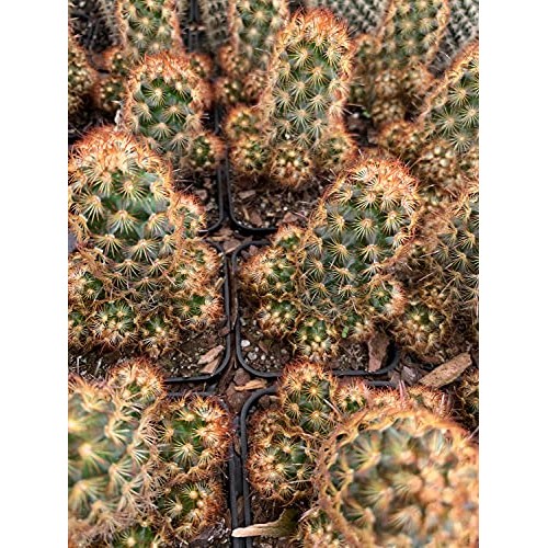 Mammillaria Elongata Golden Stars Cactus Lady Fingers Cactus 2